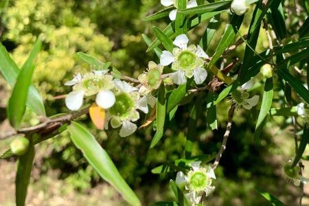 29−1　オーストラリアの田舎で暮らせば